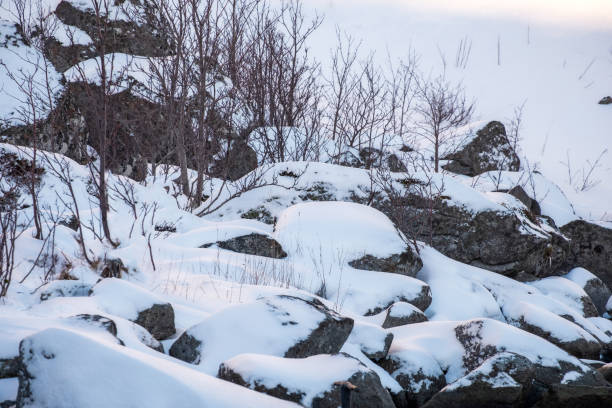 Snow covered rocky with dry tree in winter valley