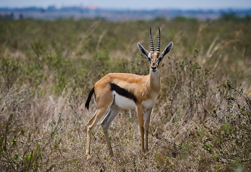 Antelope on the African savannah. Natural environment antelope habitat. Hoofed horned animal.