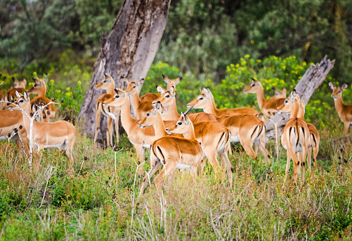 Greater Kudu (Tragelaphus strepsiceros) at Etosha National Park in Kunene Region, Namibia