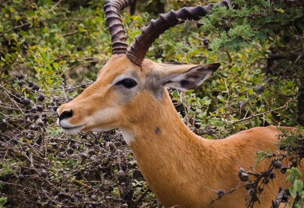 Antelope on the African savannah. Natural environment antelope habitat. Hoofed horned animal.