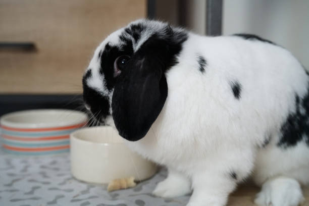 istock rabbit bunny holland lop black and white color sitting 1086546910