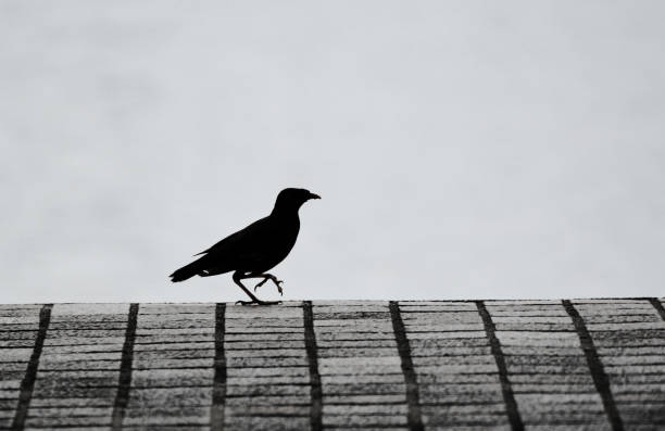 gemeinsame myna (acridotheres tristis tristis) / myna vogel wandern im park in monochrom - ochre sea star stock-fotos und bilder