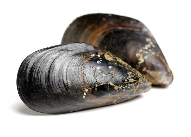 istock Raw blue mussels on a white background 1086547556