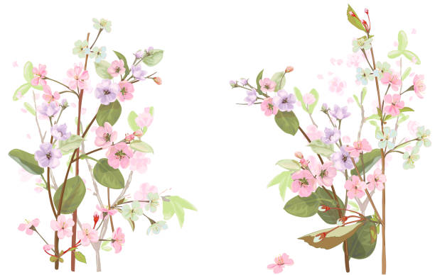 Horizontal border with spring blossom. Pink, bluish flowers: cherry, (sakura, almond, plum). Florets, branches, buds, green leaves on white background. Digital drawing in watercolor style, vector Horizontal border with spring blossom. Pink, bluish flowers: cherry, (sakura, almond, plum). Florets, branches, buds, green leaves on white background. Digital drawing in watercolor style, vector bluish white stock illustrations