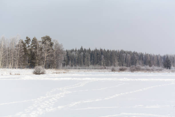 istock winter road to the forest 1086556692