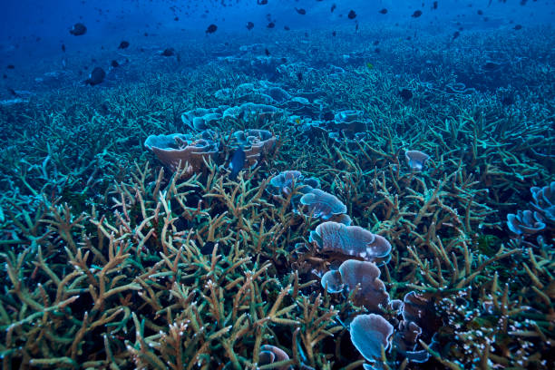 Underwater stock photo