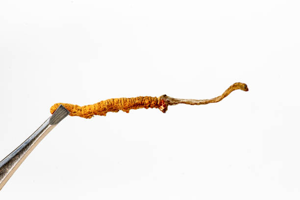istock chinese mushroom jarsagumba 1086556778
