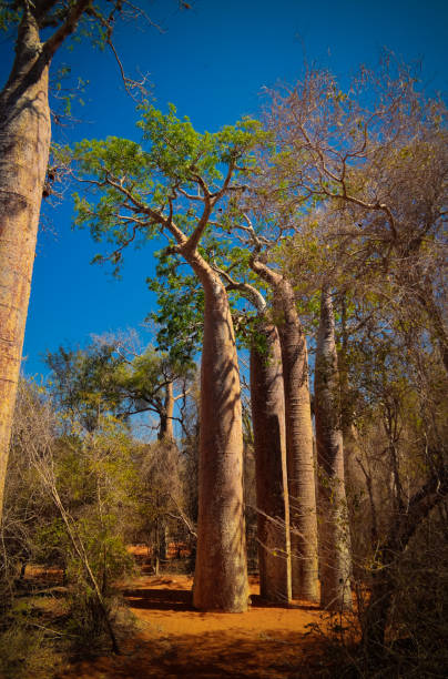 пейзаж с деревом баобаба adansonia grandidieri в национальном парке рениала, толиара, мадагаскар - ifaty стоковые фото и изображения