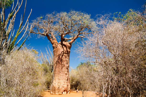 пейзаж с деревом баобаба adansonia grandidieri в национальном парке рениала, толиара, мадагаскар - ifaty стоковые фото и изображения