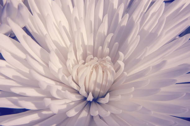 White petals of chrysanthemum. Closeup