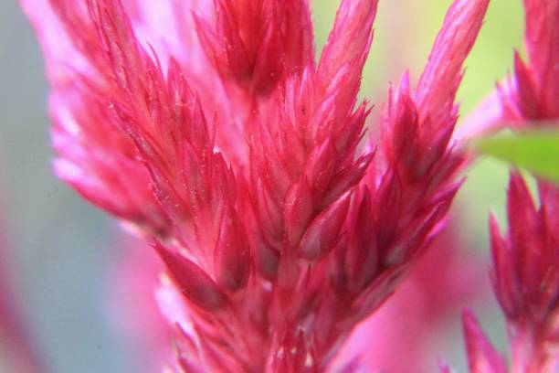 istock Pink celosia Flower macro photography 1086564098
