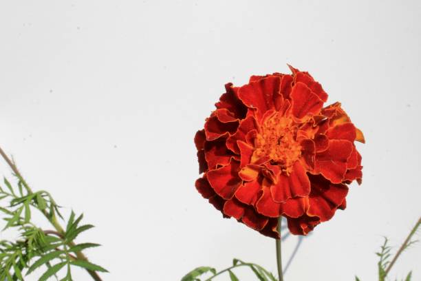istock Marigold Flower on white background close up 1086564724
