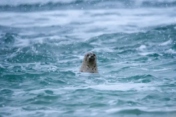 Seal swimming in Okhotskoe sea during a heavy snow