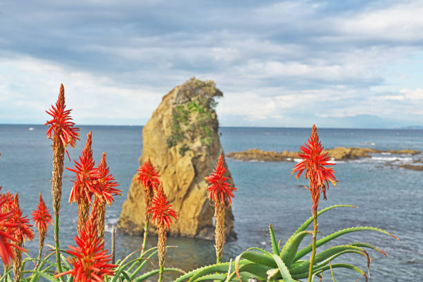 istock Akiyakaigann tateishi 1086566428