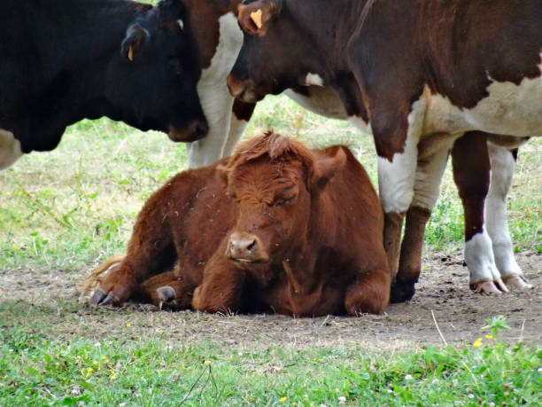 istock One young calf surrounding with family 1086568598