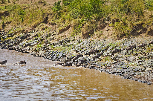 The migration of antelopes across the river. Connochaetes taurinus. Wildebeest. Hoof African savannah. Blue wildebeest.