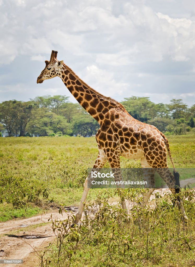 Giraffe In The Wild An Animal With A Long Neck Wild World Of T Stock Photo  - Download Image Now - iStock
