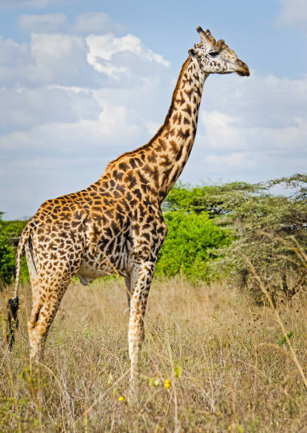 giraffa allo stato brado. un animale con un collo lungo. mondo selvaggio di t - masai giraffe foto e immagini stock