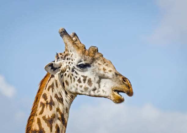 giraffe in the wild. an animal with a long neck. wild world of t - kruger national park national park southern africa africa imagens e fotografias de stock