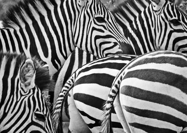 istock African zebra. Striped Horse in African savannas. 1086570656