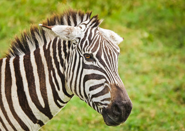 istock African zebra. Striped Horse in African savannas. 1086570664