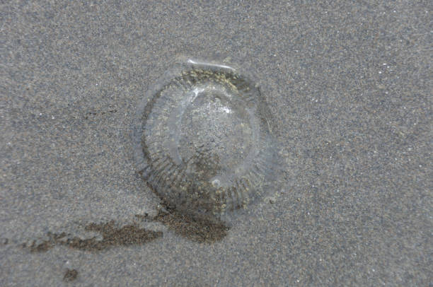 istock Looking down at a transparent jellyfish at Beach 2 1086572204