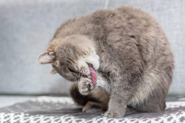 The gray cat is washing and licking. The cat is sitting on the sofa on a knitted blanket in a cozy warm home.