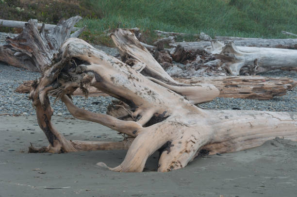 istock Wooden root and stems in Beach 2 area 1086572536