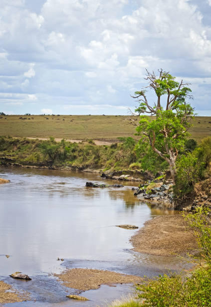 istock Nile crocodile. Predator African reservoirs. Reptile crocodile. 1086579348