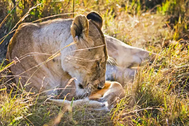 Photo of Lion in the wild in the African savannah. Lion - predator felines.