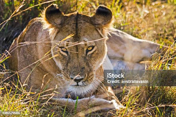 Leeuw In Het Wild In De Afrikaanse Savanne Leeuw Roofdier Katachtigen Stockfoto en meer beelden van Afrika