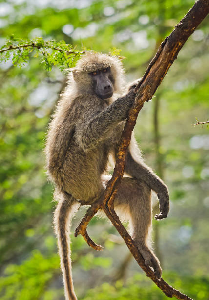 istock Baboon. Marmoset monkey African savannah. Baboon in their natural habitat. 1086579802