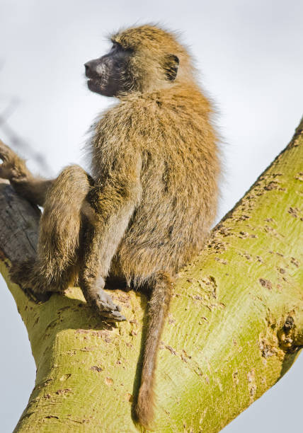 istock Baboon. Marmoset monkey African savannah. Baboon in their natural habitat. 1086579806