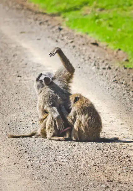 Photo of Baboon. Marmoset monkey African savannah. Baboon in their natural habitat.