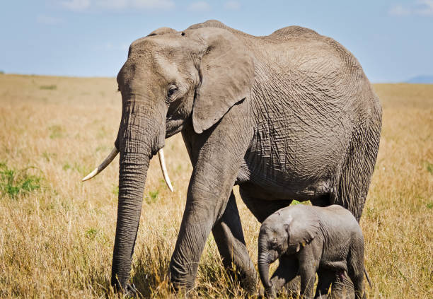 istock Elephants in the African savannah. 1086579892