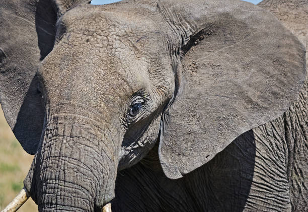 Elephants in the African savannah. Elephant standing in high grass in the Chobe National Park