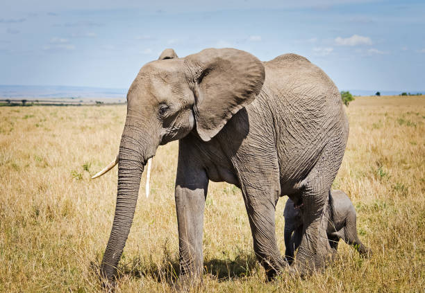 istock Elephants in the African savannah. 1086579906