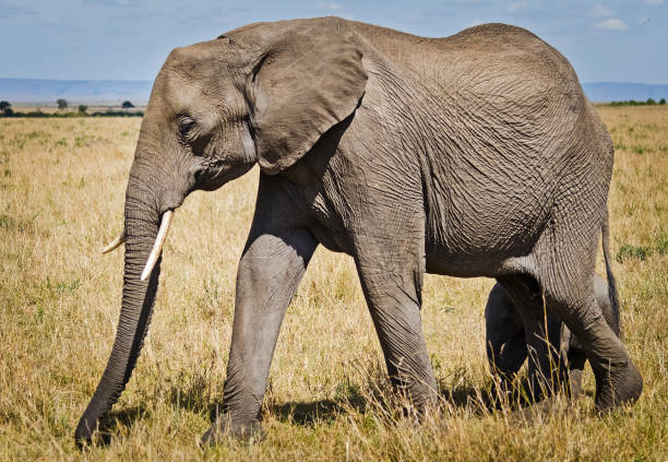 istock Elephants in the African savannah. 1086579912