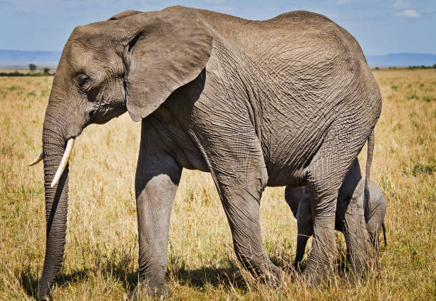 istock Elephants in the African savannah. 1086579926