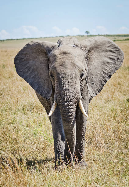 istock Elephants in the African savannah. 1086579940