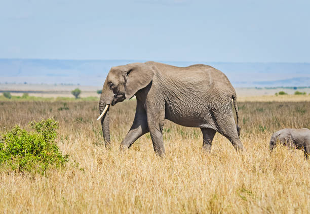istock Elephants in the African savannah. 1086579942