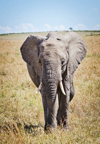 istock Elephants in the African savannah. 1086579948