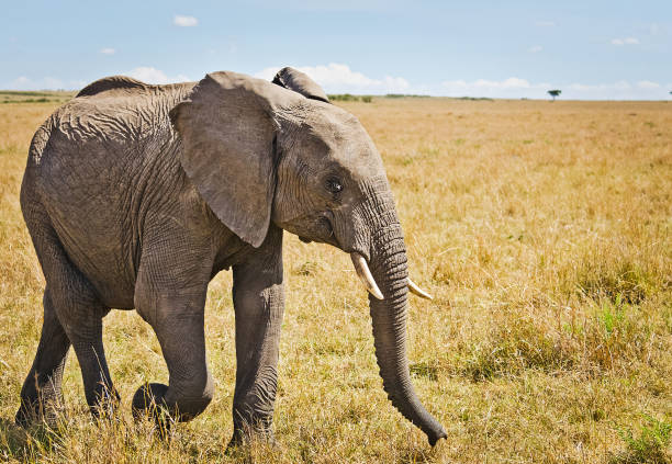 istock Elephants in the African savannah. 1086579954