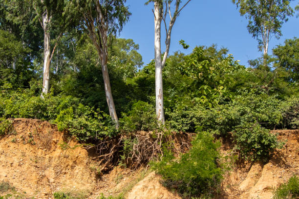 istock Open trees roots due to landslides 1086581636