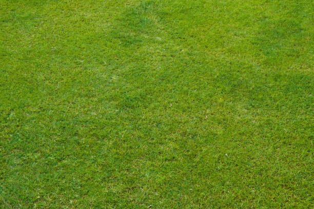 istock Green grass lawn, natural background 1086581730