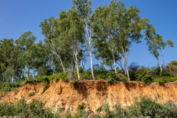 istock Open trees roots due to landslides 1086582008