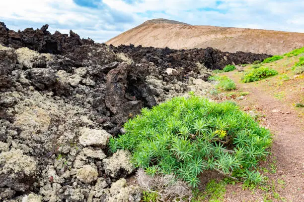 Green plants and lava field near to tourist road trail to vulcano Caldera Blanca, Lanzarote, Canary Islands, Spain.