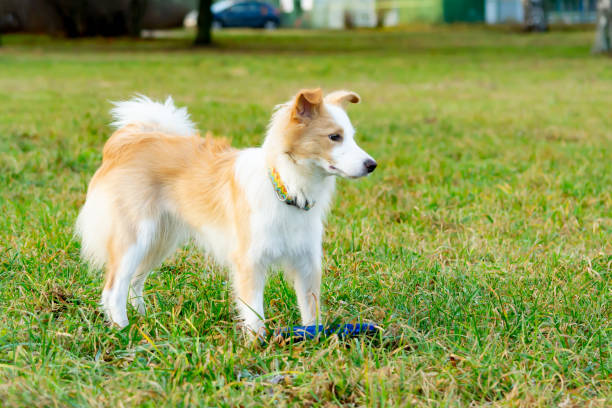 istock Border collie. Walking outdoors in the autumn. 1086584132