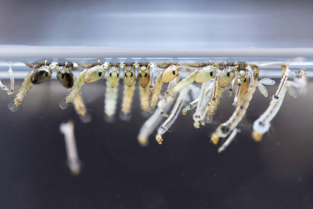 Mosquito Larva in the order Diptera, Anopheles sp. (Mosquito Larva) in the water for education. stock photo