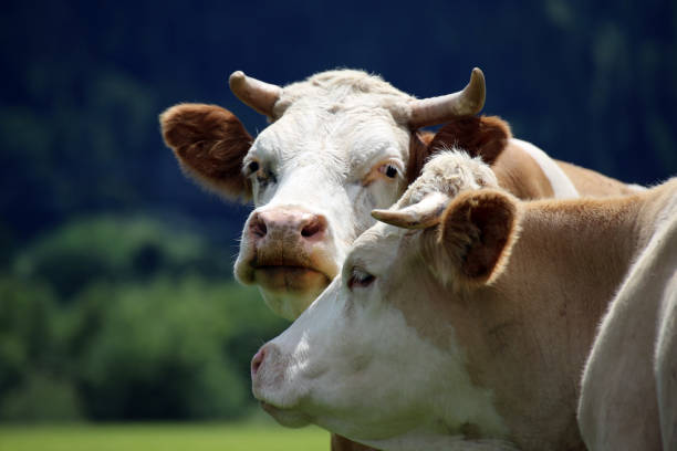 istock Cow on the meadow, close-up 1086585618